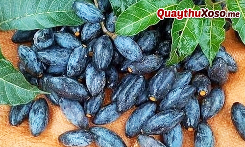 Quả trám có dạng giống hình thoi