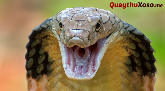 Mơ thấy bị rắn cắn dự báo điềm may hay xui?