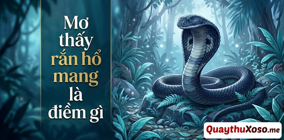 Chiêm bao thấy rắn hổ mang là điềm may hay rủi? Chiêm bao thấy rắn hổ mang là điềm may hay rủi?