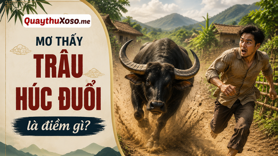 Ngủ mơ thấy bị trâu đuổi húc là điềm báo may hay xui? Ngủ mơ thấy bị trâu đuổi húc là điềm báo may hay xui?
